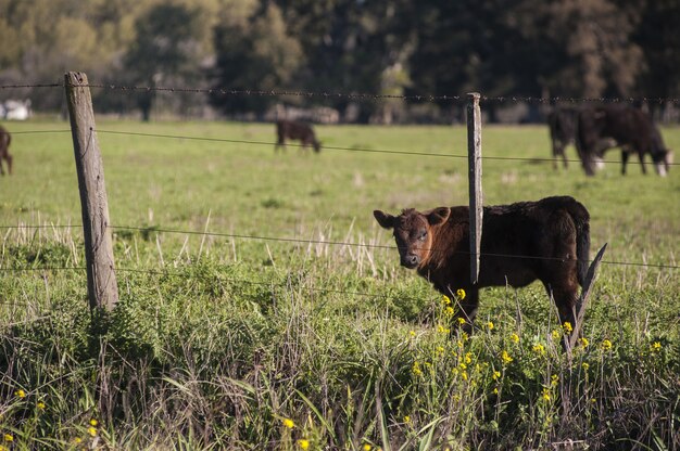 Beautiful brown calf standing in the green field behind the fencing