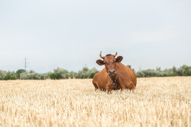 黄色のフィールドで放牧美しい茶色の牛