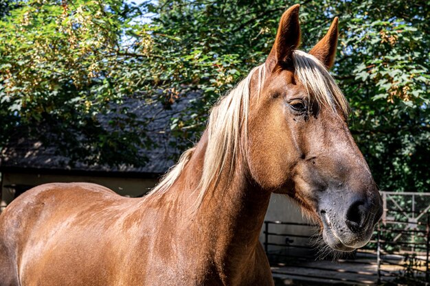 Beautiful brown horse on a blurred background closeup