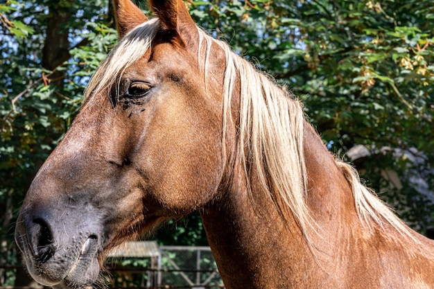 Beautiful brown horse on a blurred background closeup