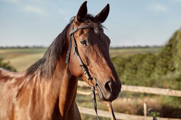 美しい茶色の馬、銃口のクローズアップ、かわいい外観、たてがみ、ランニングフィールドの背景、囲い、木々。馬は素晴らしい動物です