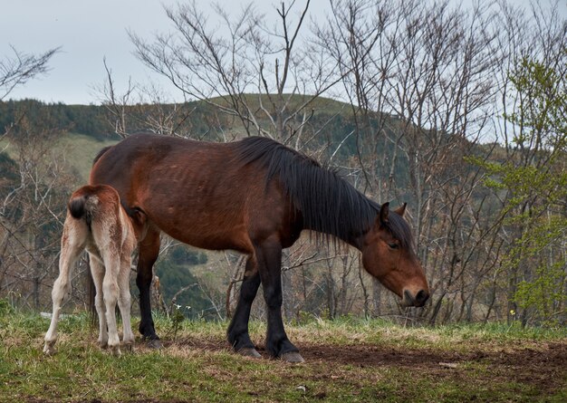 Красивая коричневая лошадь кормит своего жеребенка, стоя в горах