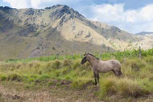 Free photo beautiful brown horse grazing in the mountains