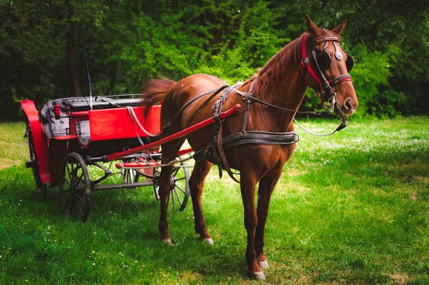 緑の牧草地にある美しい茶色の馬と馬車