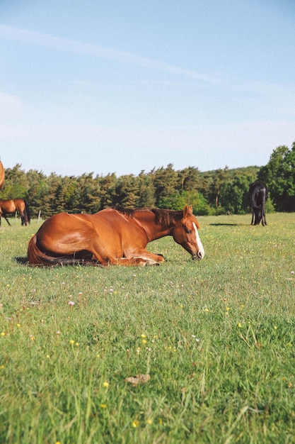 아름다운 갈색 말이 농장에서 풀을 뜯고 있다