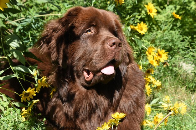 Beautiful brown Newfoundland dog surrounded by blooming yellow flowers in a garden.