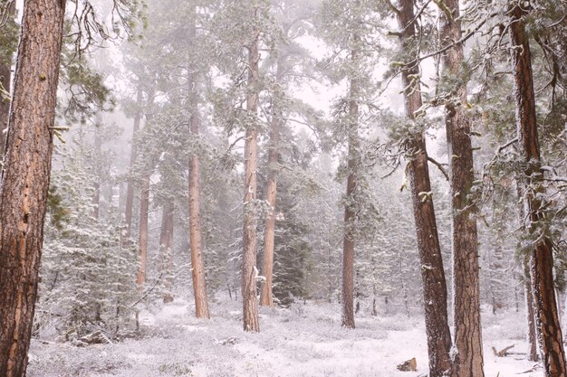 雪に覆われた森の美しい茶色の松の木