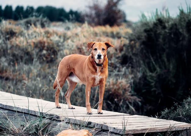 무료 사진 야외에서 아름다운 갈색 rhodesian ridgeback 개