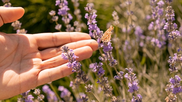 Beautiful butterfly on flower in nature