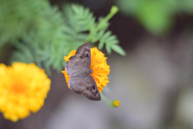 A beautiful butterfly in a marigold flower