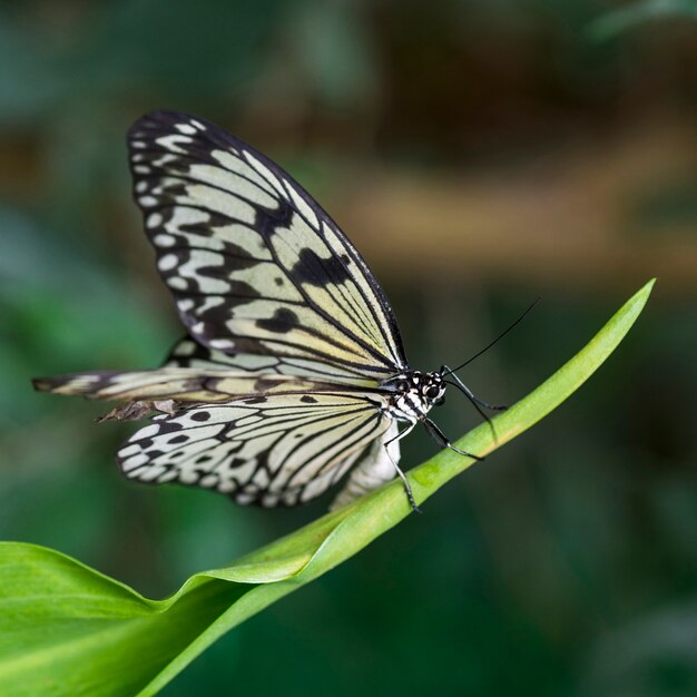 자연 서식 지에서 아름 다운 나비