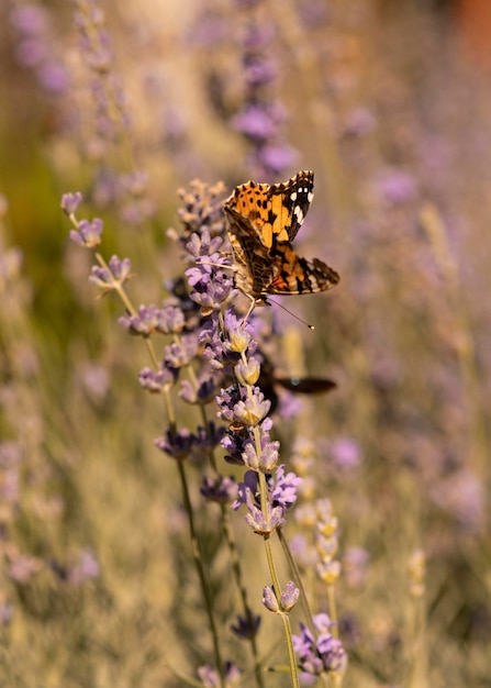 Beautiful butterfly in nature concept