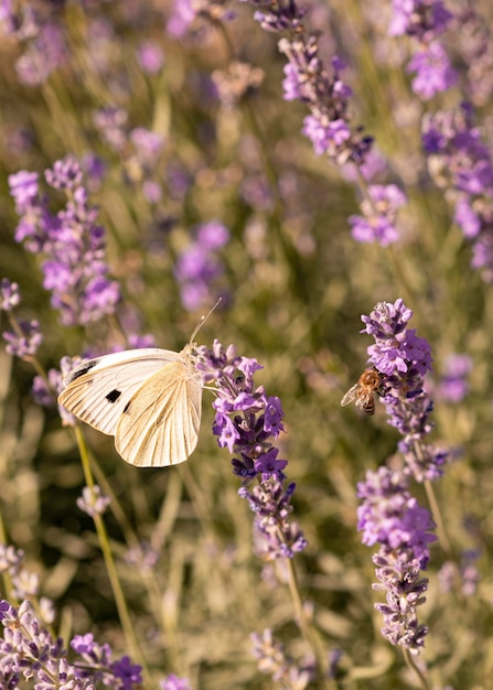 自然の概念の美しい蝶