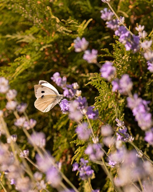 Beautiful butterfly in nature concept