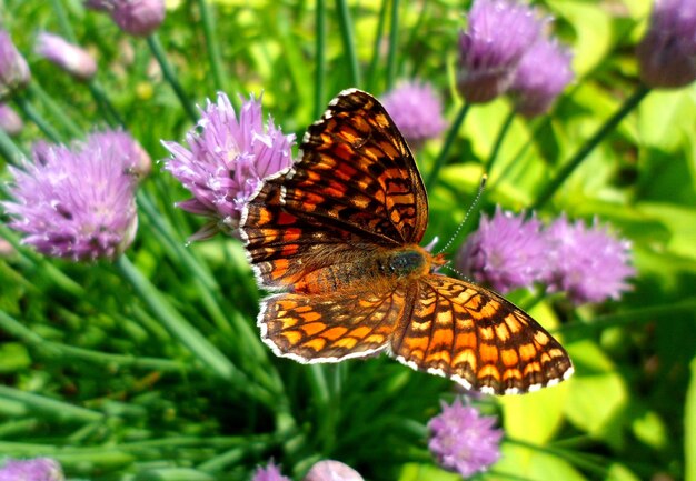 花マクロの美しい蝶