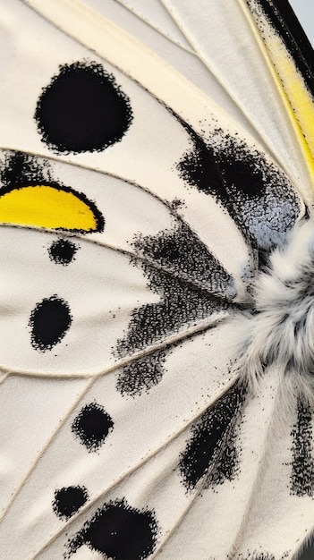 Beautiful butterfly wing close up