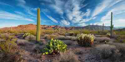Foto gratuita bella pianta di cactus con paesaggio desertico