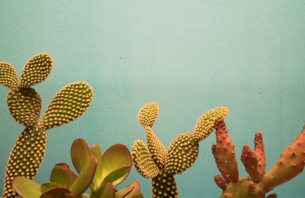 파란 벽에 아름다운 선인장 식물