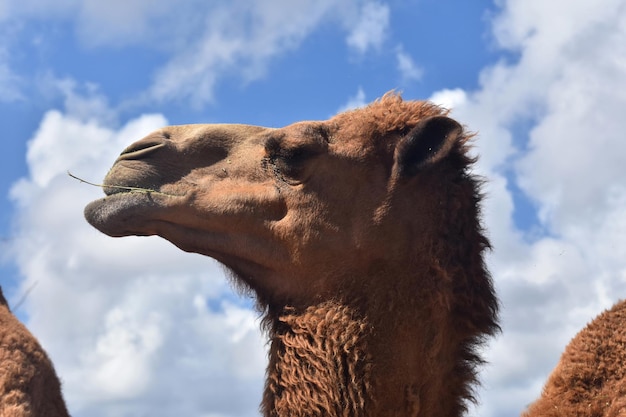Bellissimo cammello che mastica fieno con la testa tra le nuvole