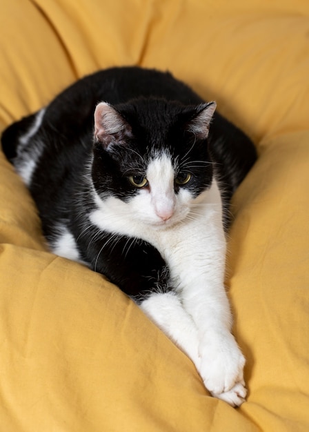 Beautiful cat laying on pillow