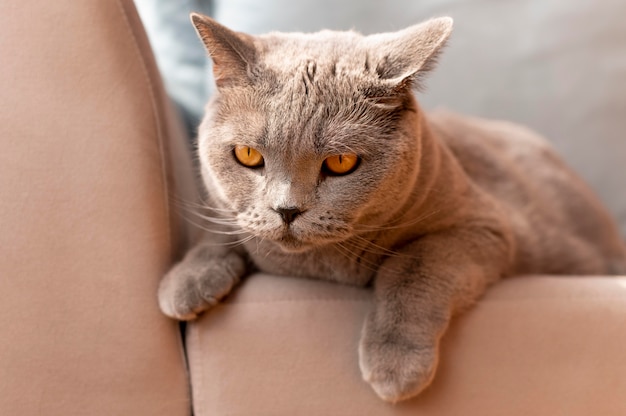 Beautiful cat portrait close up