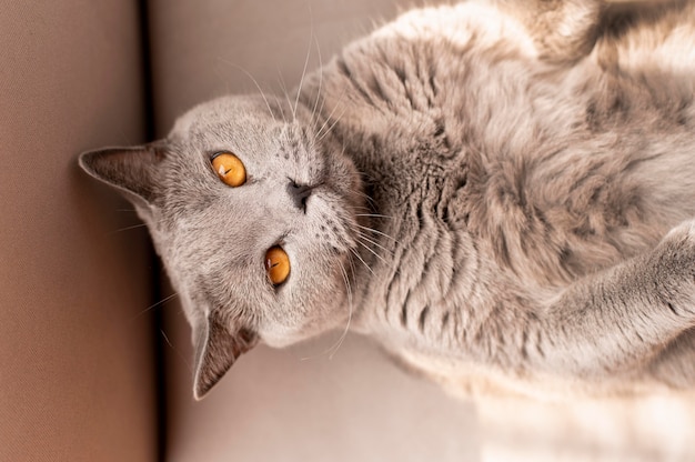 Портрет красивой кошки крупным планом