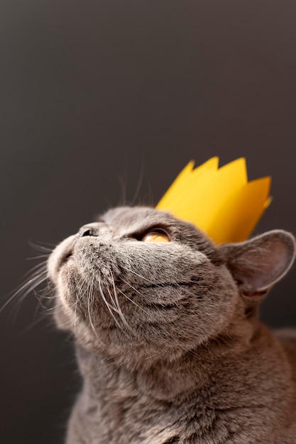 Бесплатное фото Портрет красивой кошки крупным планом