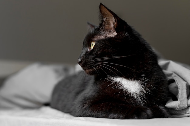 Портрет красивой кошки крупным планом