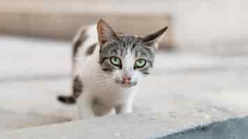 Free photo beautiful cat sitting outdoors on pavement