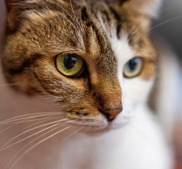 Красивая кошка с разными глазами крупным планом