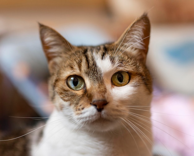 Бесплатное фото Красивая кошка с разными глазами