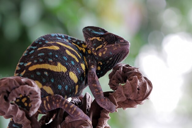 Beautiful Chameleon on branch