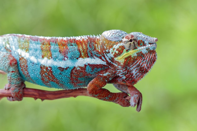 Free photo beautiful of chameleon panther chameleon panther on branch chameleon panther closeup