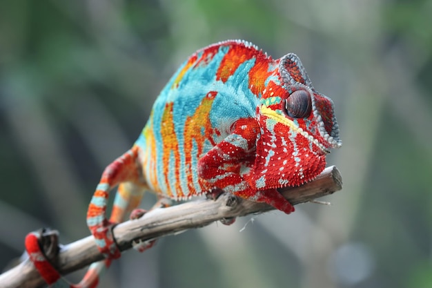 Free photo beautiful of chameleon panther chameleon panther on branch chameleon panther closeup