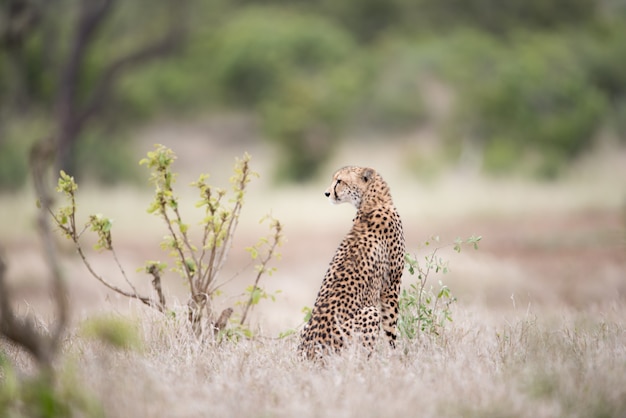 Красивый гепард сидит на кусте в ожидании добычи