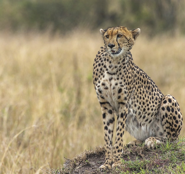 Beautiful cheetah in a yellow dry meadow