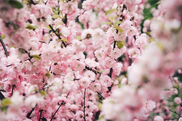 Beautiful cherry blossom on a cherry tree in a garden