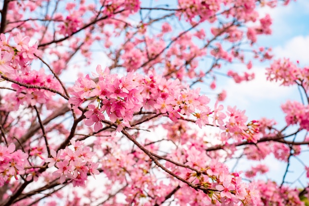 푸른 흐린 하늘을 배경으로 만개 한 아름다운 벚꽃 나무