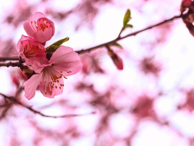 美しい桜