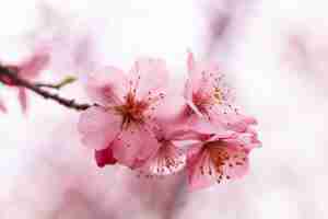 Free photo beautiful cherry blossom