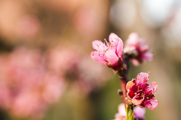 Beautiful cherry blossoms in a garden captured on a bright day