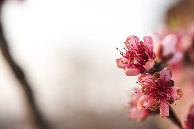 красивые цветы сакуры в саду, запечатленные в ясный день