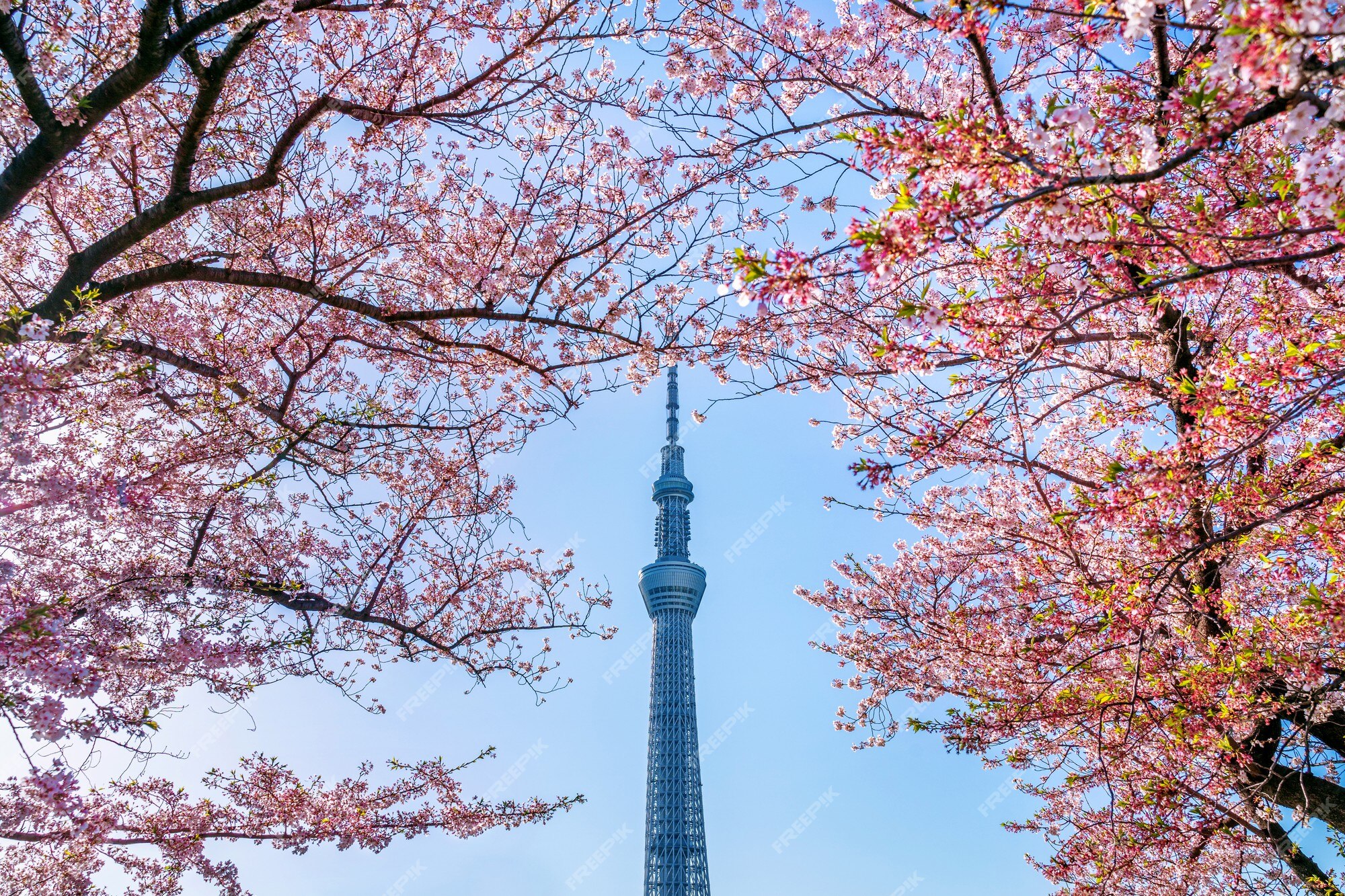 Free Photo | Beautiful cherry blossoms and tokyo sky tree in spring at tokyo, japan.