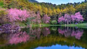 Free photo beautiful cherry blossoms trees blooming in spring.