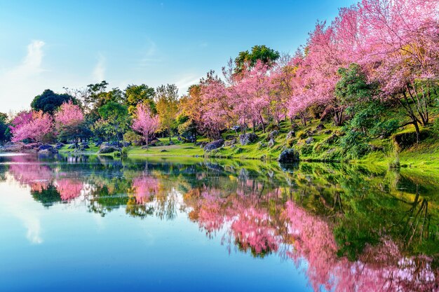 Beautiful cherry blossoms trees blooming in spring.