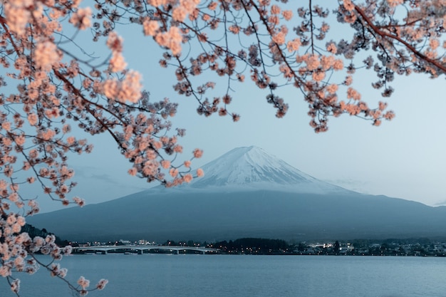 Beautiful cherry tree with flowers