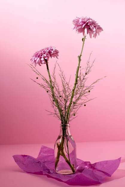 Beautiful chrysanthemum in vase