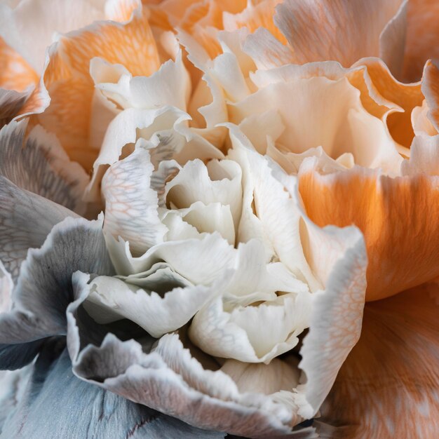 Beautiful close-up of bloomed flower