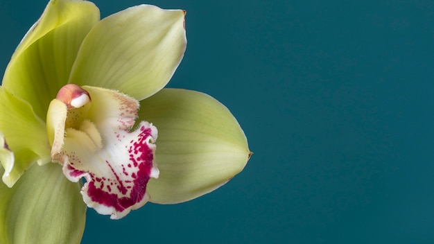 Free photo beautiful close-up of bloomed flower