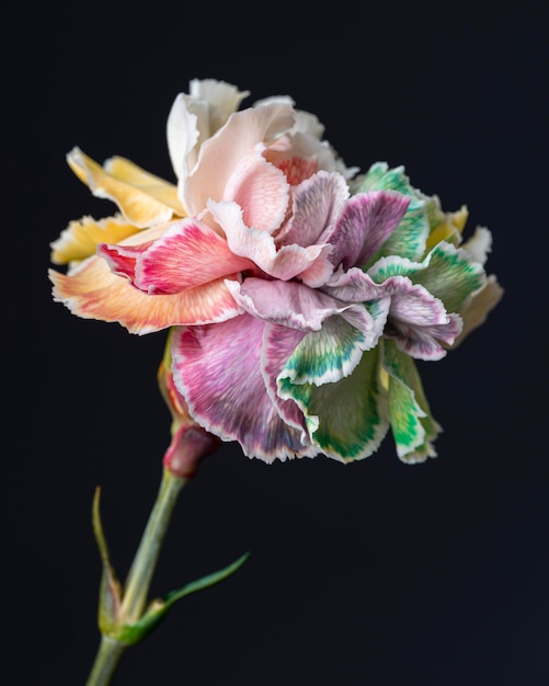 Beautiful close-up of bloomed flower